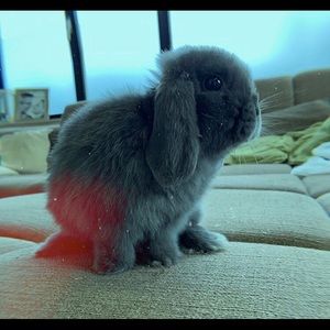 Meet your Posher, Maya